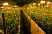 Ein Blick in die Hanfplantage, in welcher sich die Schiesserei ereignet hat. (Bild: Keystone)