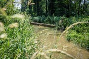 Im Murg-Auen-Park in Frauenfeld wurde der Fluss vor wenigen Jahren revitalisiert. (Bild: Donato Caspari)