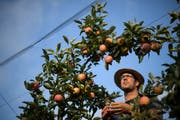 Apfelernte im Betrieb von Ralph Gilg in Fruthwilen. Die Ernte findet dieses Jahr wegen der Hitze früher statt. Die Früchtesind teilweise kleiner. (KEYSTONE/Gian Ehrenzeller)
