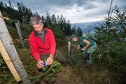 Thomas Löffel von Bergwaldprojekt kontrolliert Jungtannen im Schutzwald Hilfernthal. Deren Grösse im Vergleich: Die Bäume im Hintergrund sind rund 100 Jahre alt. (Bild: Eveline Beerkircher, 29. August 2018)