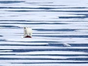 Ein Eisbär hat im hohen Norden Kanadas einen Jäger getötet. (Bild: KEYSTONE/AP/DAVID GOLDMAN)