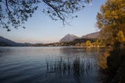 Den Fischen im Sarnersee geht es gemäss einer Studie gut. (Archivbild: Manuela Jans-Koch, Sarnen)