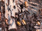 Ideale Wetterbedingungen für den Borkenkäfer in diesem Jahr: Leidtragende sind die Bäume, deren Bastschicht vom Käfer aufgefressen werden. (Bild: KEYSTONE/ALEXANDRA WEY)