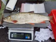 Dieser Fisch wird gewogen. (Bild: PD/Pascal Vonlanthen)