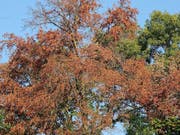 Dass sich Wälder nach dem Hitzesommer 2018 früher als üblich verfärben, ist noch kein Alarmzeichen. Bäume können mit extremer Trockenheit unerwartet gut umgehen, haben Forschende der Universität Basel heraus gefunden. (Bild: Universität Basel)