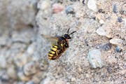 Der Bienenwolf transportiert eine gelähmte Biene. (Bild: SK)