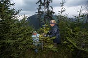 Freiwillige bei Unterhaltsarbeiten im Schutzwald im Hilfernthal, wo «Lothar» vor fast 20 Jahren wütete. Bild: Eveline Beerkircher (29. August 2018)