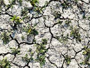 Von Dürre gestresste Pflanzen können weniger CO2 aus der Luft aufnehmen. Das haben Forschende mit einer neuen Satellitentechnologie nachweisen können. (Bild: KEYSTONE/APA/APA/BARBARA GINDL)