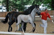 Siegerhengst Peppino von Wichenstein drehte mit Mutter Prada stolz seine Runden.Bild: Sandra Leibacher