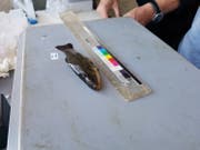 Ein Fisch wird vermessen. (Bild: PD/Pascal Vonlanthen)