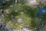 Fische in warmen Wassertümpeln. (Bild: Mario Testa)