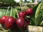 Erfolgreiche Ernte: Es gab nicht nur mehr Kirschen als im Vorjahr, die Früchte waren auch deutlich grösser. (Bild: Dominik Binder/landwirtschaft.ch)