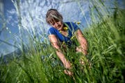 Beseitigt auf ihrem Hof das Wasserkreuzkraut: Lucia Bühlmann.(Bild: Pius Amrein, 18. Juli 2018)