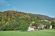 Aufgrund der Trockenheit sind viele Bäume bereits verfärbt, wie hier im Buchser Rietli. (Bild: Heini Schwendener)