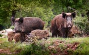Wildschweine fühlen sich im Gebiet Sevelen/Buchs/Grabs «sauwohl». (Bild: zolastro/Fotolia)