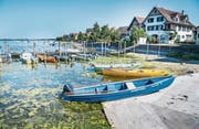 Der tiefe Wasserstand bringt am Hafen in Ermatingen Algen zum Vorschein. (Bild: Andrea Stalder)
