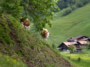 Regional und nachhaltig: Die Initiative zur Ernährungssouveränität will einen Kurswechsel für Bauern. (Bild: KEYSTONE/GAETAN BALLY)