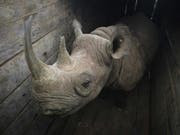 Eines der elf Nashörner, die in Kenia umgesiedelt wurden und dann wegen zu stark salzhaltigem Wasser verendeten.