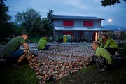 Das neue Pfadiheim in Inwil erstrahlt in neuem Glanz. Rondo (von links), Balu, Bifix, Stella und Minnio bereiten alles für die Einweihung vor. (Bild: Corinne Glanzmann, Inwil, 30. August 2018)