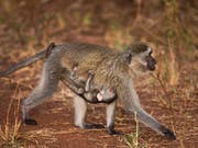 Bei den Grünen Meerkatzen sind die Weibchen die Hüterinnen des Wissens, während die wandernden Männchen sich anpassen müssen. (Bild: KEYSTONE/AP/BEN CURTIS)