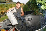 Roman Rutishauser bei der Wimmet im Herbst 2017. Von den Trauben hat er excellente Weine gekeltert. (Bild: Rudolf Hirtl)