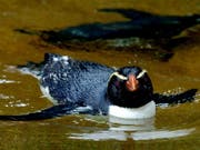 Dieser Dickschnabelpinguin geniesst das gemütliche Leben im Zoo - seine freilebenden Artgenossen sind wahre Langstreckenschwimmer und überwinden enorme Strecken.
