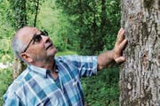 Kaum einer kennt den Seedorfer Wald so gut wie Werner Arnold. (Bild: Remo Infanger, Seedorf, 27. August 2018)
