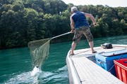 August 2018: Mitglieder des Fischervereins Neuhausen fischen mit einem Netz die toten Fische aus dem Rhein. (Key/Melanie Duchene)