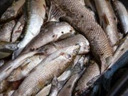 Insgesamt sind drei Tonnen verendete Fische aus dem Rhein entsorgt wurden. Ein Fischfangverbot für Äschen und Forellen gilt ab 1. Okobter - vorerst für ein Jahr. (Bild: KEYSTONE/MELANIE DUCHENE)