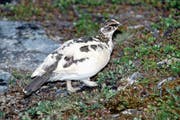 Dem Alpenschneehuhn wird der Lebensraum streitig gemacht, weil sich die Waldgrenze nach oben verschiebt. (Bild: Peter Vonwil)