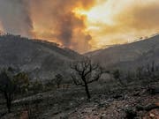 Nur noch Asche: In Portugal sind Dutzende Hektaren Wald abgebrannt. (Bild: KEYSTONE/EPA LUSA/FILIPE FARINHA)