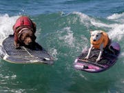 Es gibt nichts, was es nicht gibt: In Kalifornien fand am Wochenende die Weltmeisterschaft im Hundesurfen statt. (Bild: KEYSTONE/EPA/MIKE NELSON)