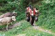 Das «Öberefahre» ist für Sennen und Tiere streng, die Tradition wird aber bewahrt. (Bild: PD)