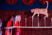 Beim Duo Kosse sind Katzen die Stars. (Bild:PD)
