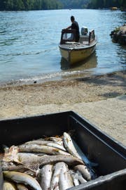 Ein Fischer holt tote Fische aus dem Rhein. (Bild: David Grob)