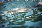 Ein Schwimmer überquert den Sempachersee (Bild: Jakob Ineichen (Nottwil, 6. August 2018))