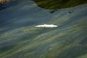 Ein toter Fisch schwimmt im Rhein in Schaffhausen. (Bild: Melanie Duchene / Keystone)