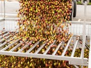 Mostobst in Hülle und Fülle: Nach dem mageren letzten Jahr dürfte heuer eine grosse Ernte anfallen. (Bild: KEYSTONE/GAETAN BALLY)