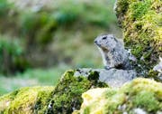 Eines der «Murmeli» im Tierpark Goldau. (Bild: Tierpark)