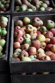 Die Ernte 2018 kompensiert diejenige von 2017. (Bild: Manuela Jans)