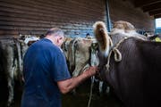 Auf dem Schlachtviehmarkt in Wattwil verkaufen Bauern ihre Tiere. (Bild: Raphael Rohner)