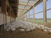 In der Schweiz werden Masthühner in Bodenhaltung auf Einstreue gehalten. Bei der «besonders tierfreundlichen Stallhaltung» (BTS) erhalten die Hühner zusätzlichen Auslauf in einem Aussenklimabereich. (Bild: SGP)