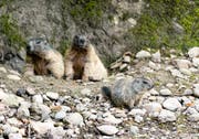 Die jungen Murmeltiere sind jetzt erstmals zu sehen. (Bild: Tierpark)