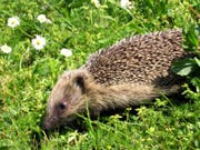 Selten tagsüber unterwegs: Igel sind nachtaktive Mitbewohner in Siedlungsräumen. (Bild: KEYSTONE/LAURENT GILLIERON)
