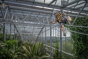 Die Wartungs- und Umbauarbeiten im Tropenhaus Wolhusen sind beendet. (Bild: Pius Amrein (Wolhusen, 19. Juli 2017))