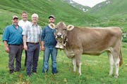 Besitzer Andreas Risi, OK-Präsident Werner Durrer, Bruno von Wyl von der Firma Leister, sowie Stefan Risi, Sohn des Besitzers, präsentieren den Siegerpreis des diesjährigen Allweg-Schwinget: das Rind Bianca. (Bild: PD)