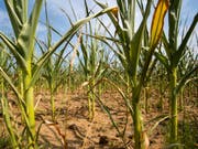 Durch die Dürre beschädigte Maispflanzen. (Bild: Keystone/dpa/DANIEL KARMANN)