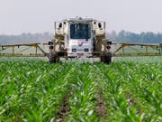 Auch bestehende Zulassungen für den Unkrautvernichter sollen in den nächsten Tagen aufgehoben werden. (Bild: KEYSTONE/AP/SETH PERLMAN)