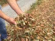 Herbstliches Laub mitten im Sommer: Die Wälder sind so trocken, dass das Waldbrandrisiko im Kanton St. Gallen auf die höchste Stufe erhöht wurde. (Bild: KEYSTONE-SDA/Nathalie Grand)