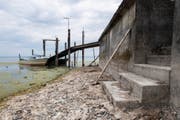 Ein von Algen umgebener Steg zeigt sich bei geringem Wasserstand im Bodensee in Steinach. (Bild: Keystone)